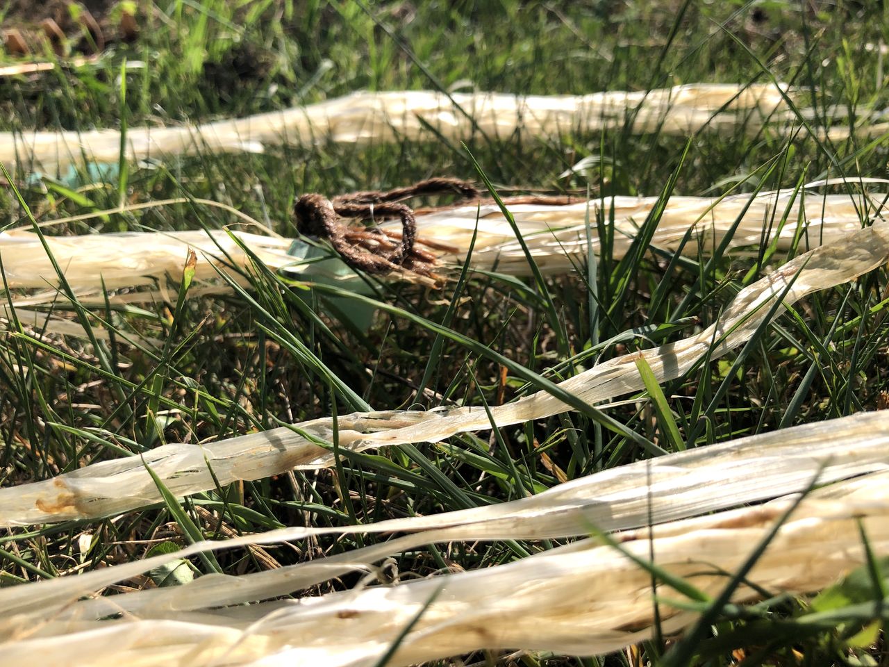 葛布づくり体験ツアーの画像２