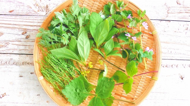 足元の宝もの、身近な薬草と日本六大和薬の画像１