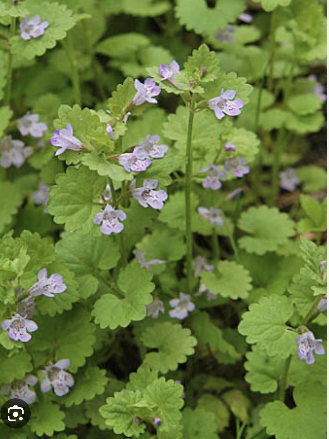 自生する身近な毒草学の画像２