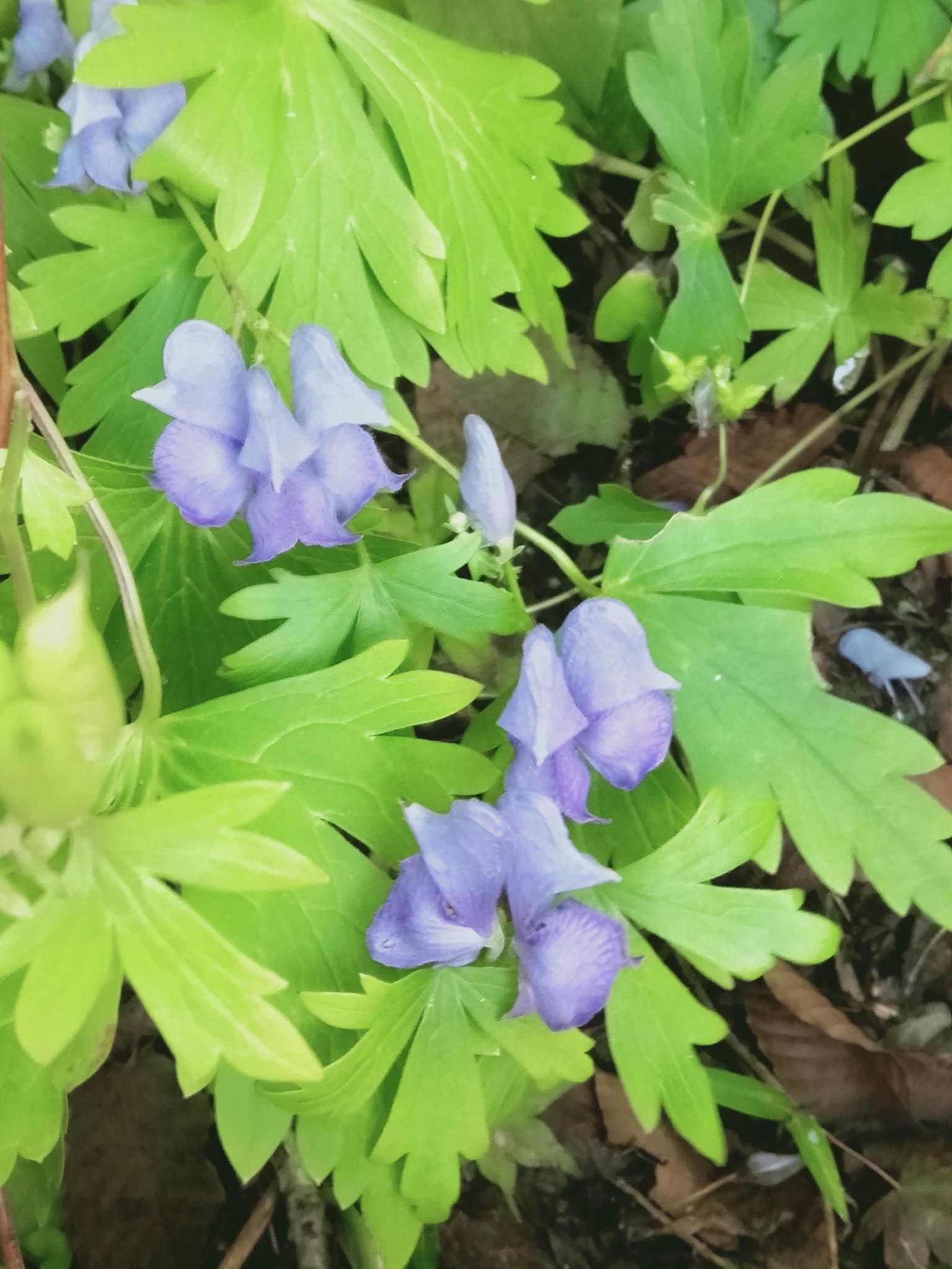 講座「宇陀の歴史と薬草」＆<br/>森野旧薬園「薬草観察会」の画像２