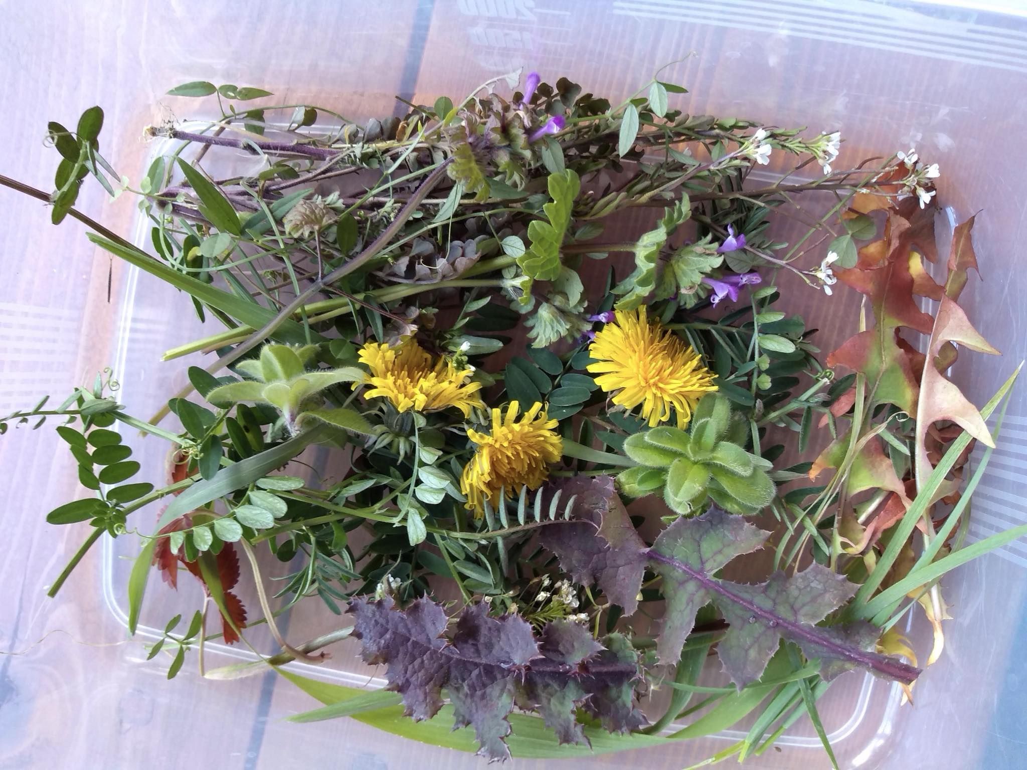 講座「宇陀の歴史と薬草」＆<br/>森野旧薬園「薬草観察会」の画像３