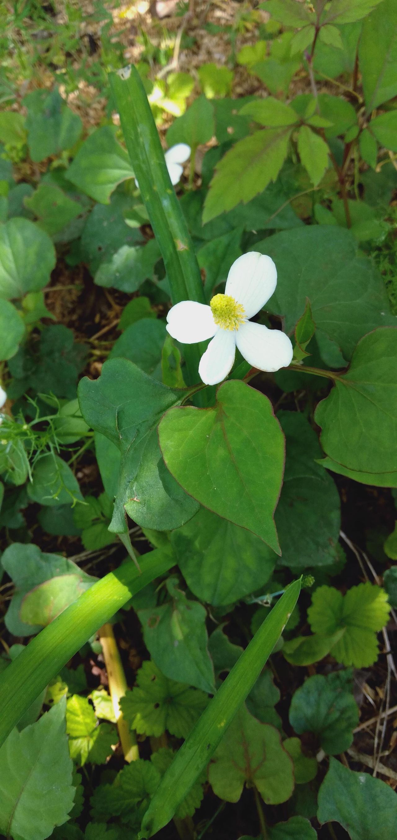 坂下 典子の画像２