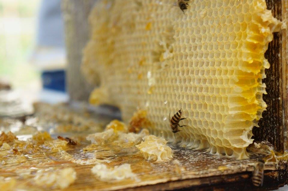 さといろ本舗の画像