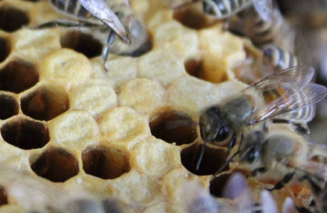 さといろ本舗の画像