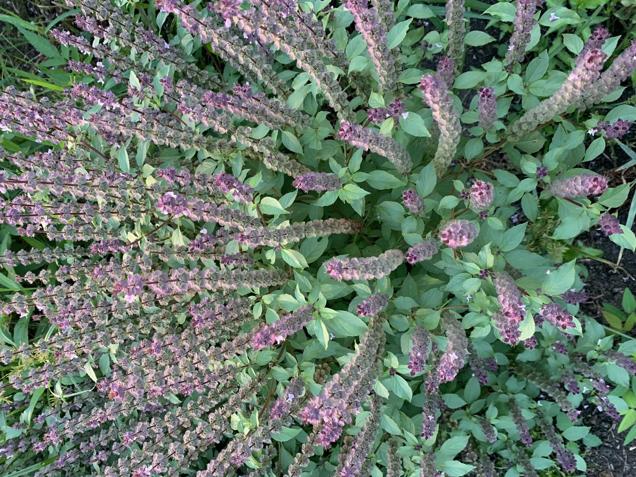 KOHAKU✴︎TULSIの画像１