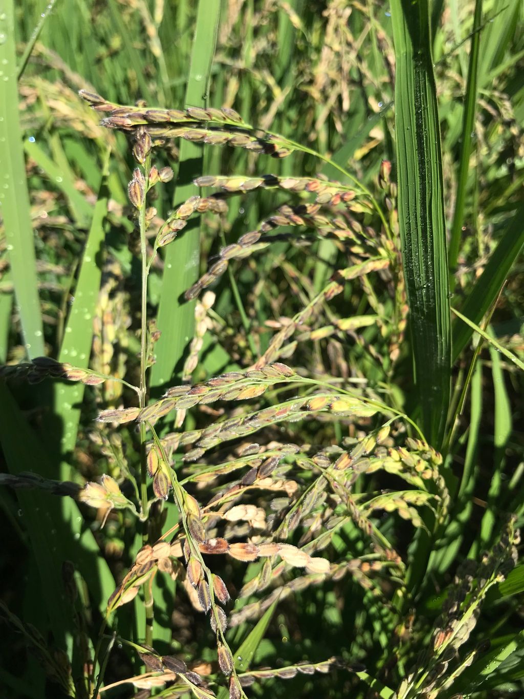 漢方薬道具体験ショップの画像