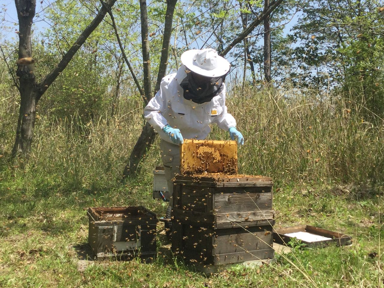 はちまつ養蜂農場の画像１