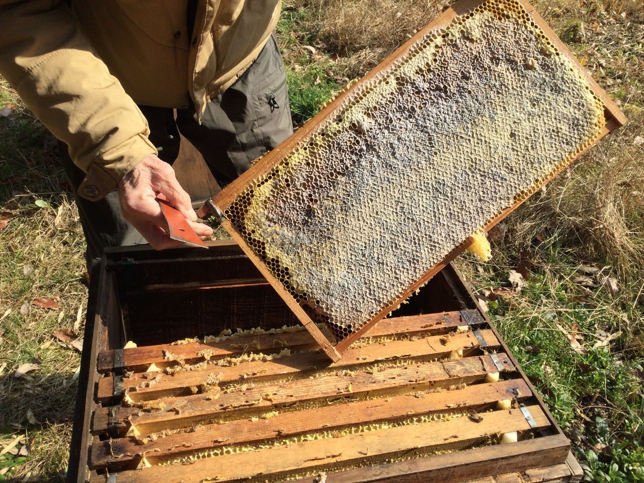 はちまつ養蜂農場の画像２