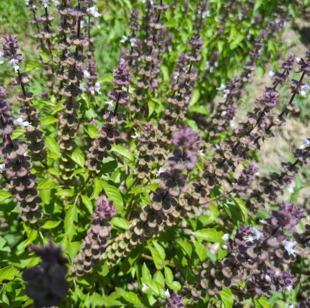 KOHAKU✴TULSIの画像１