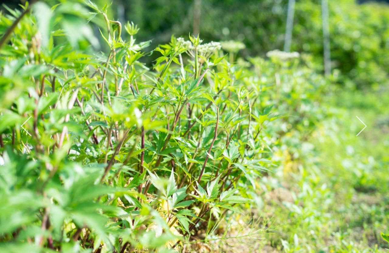 大和かぎろひの画像３