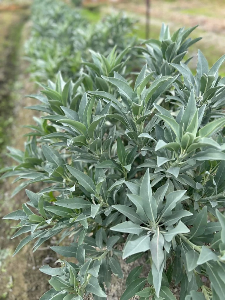 BALI MAGIC ハーブガーデンの画像１