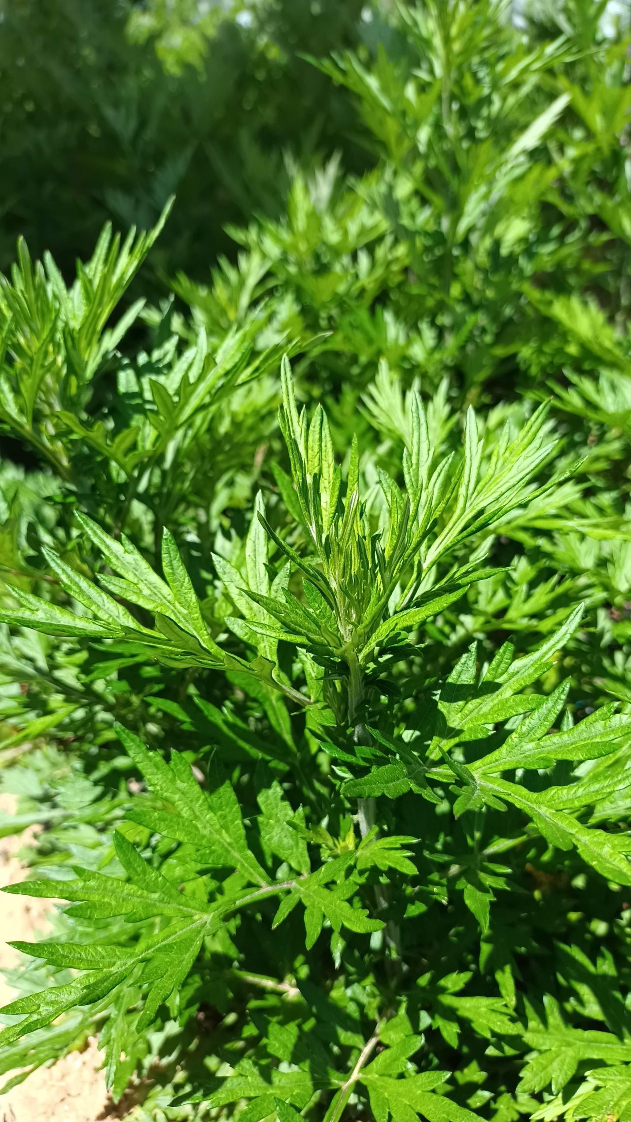 坂下 典子の画像１