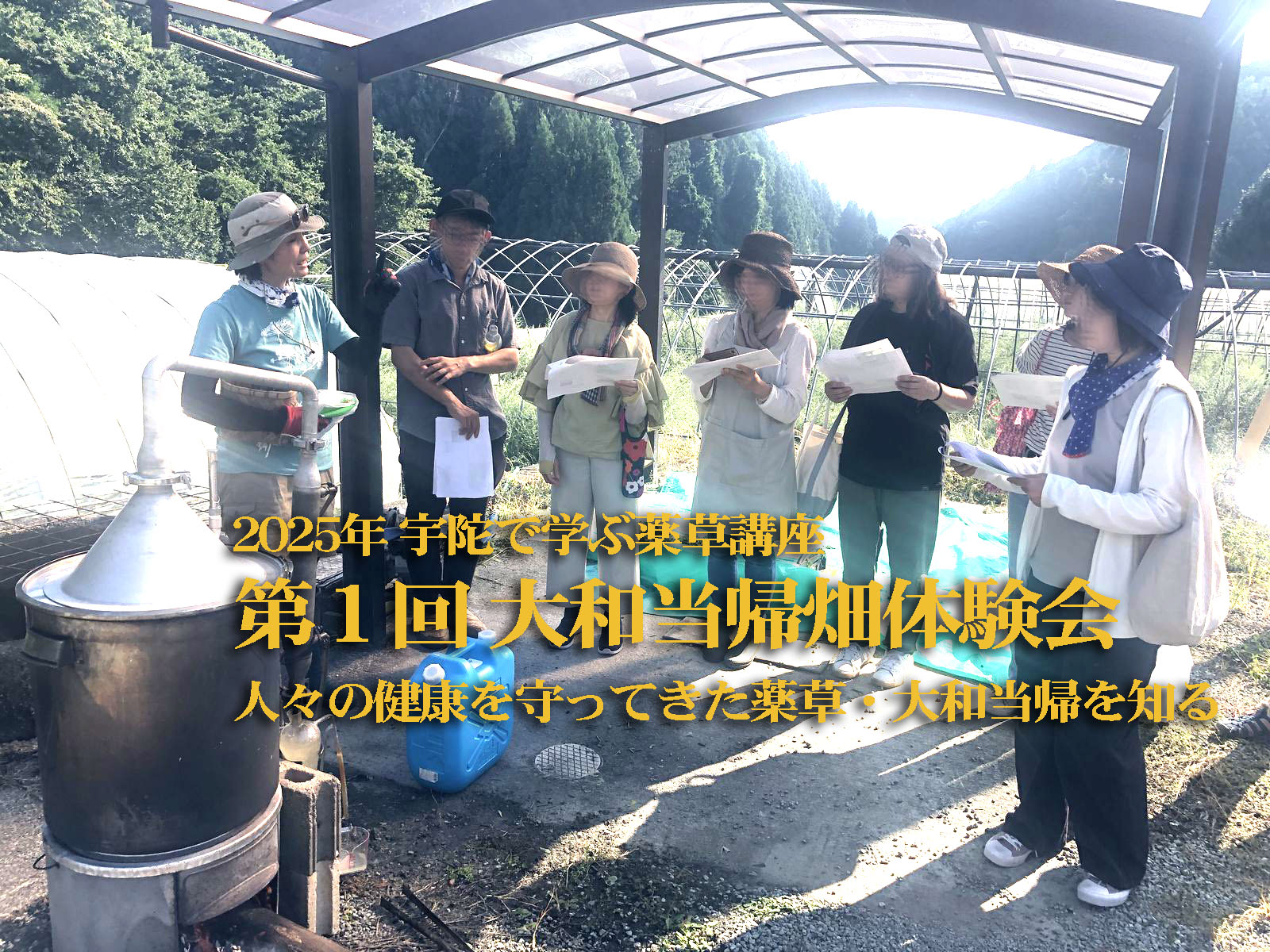 人々の健康を守ってきた薬草・大和当帰を知るの画像